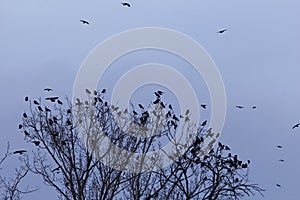Swarm of rooks Corvus frugilegus on a resting tree