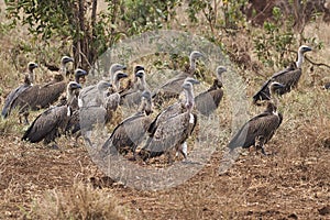 Swarm of RÃ¼ppell`s vultures, Gyps rueppelli, in the Meru National Park in Kenya.