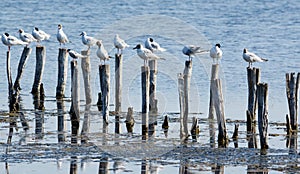 a swarm of sea gulls is sitting on a multiple wooden polls stucked into a salt water pond used for salt extraction in