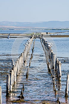 a swarm of sea gulls is sitting on a multiple wooden polls stucked into a salt water pond used for salt extraction in