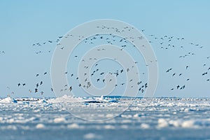 Swarm of seabirds at an icehole in the frozen Baltic sea in Germany