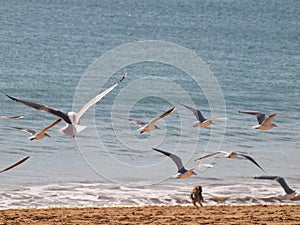 Many seagulls flying along the ocean photo