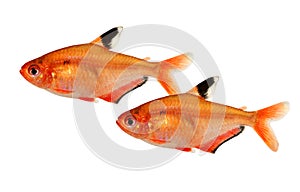 Swarm of Serpae Tetra Barb Hyphessobrycon serape eques aquarium fish isolated on white