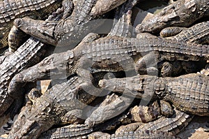 Swarm of Siamese Crocodiles photo