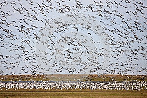 Swarm of Snow Geese