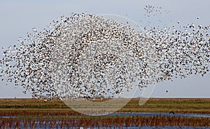 Swarm of Snow Geese