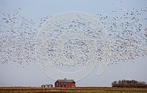 Swarm of Snow Geese