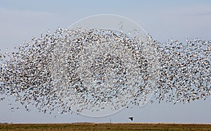 Swarm of Snow Geese