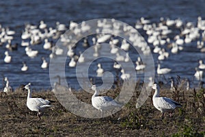 Swarm of Snow Geese