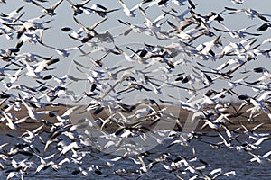 Swarm of Snow Geese