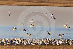 Swarm of Snow Geese