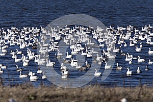 Swarm of Snow Geese