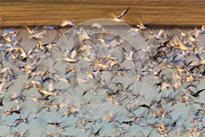 Swarm of Snow Geese