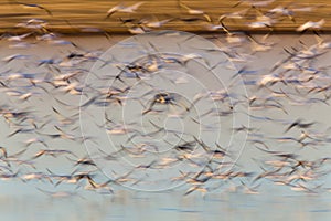 Swarm of Snow Geese