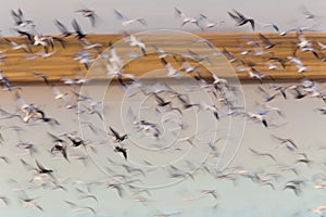 Swarm of Snow Geese