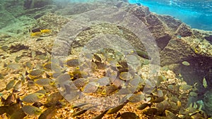 Swarm of sweetlip fishes at a reef in thailand