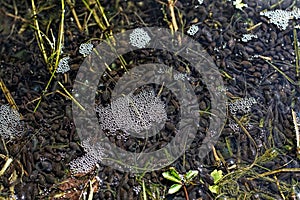 Swarm of tadpoles