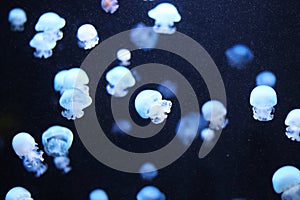 A swarm of tiny jellyfish illuminated by light against a dark blue background with small bubbles.Underwater wildlife, marine