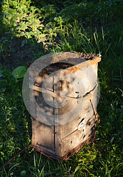 Swarm trap. How to catch a bee swarm and install in your beehive