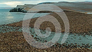 swarm of walruses rest on shores of Arctic Ocean