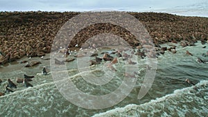 swarm of walruses rest on shores of Arctic Ocean