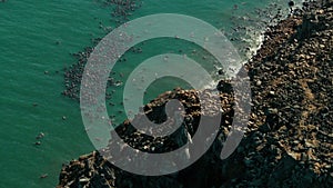 swarm of walruses rest on shores of Arctic Ocean