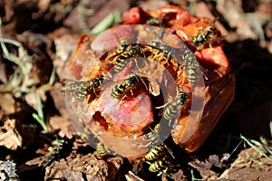 Swarm of Wasps Gorging on a Rotten Apple