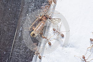 Swarm of weaver ants feeding on the alates termite.