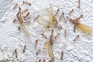 Swarm of weaver ants feeding on the alates termite.