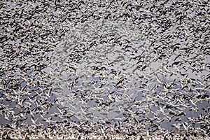 Swarm of white fronted geese,flying,feathers,wings,wildlife