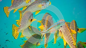 Swarm of yellow fishes in the ocean