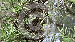 Swarmed bees on an olive tree branch
