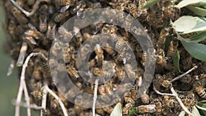 Swarmed bees on an olive tree branch