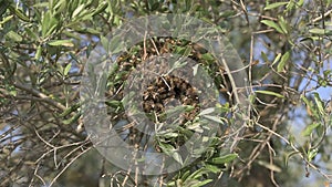 Swarmed bees on an olive tree branch