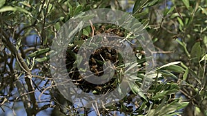 Swarmed bees on an olive tree branch