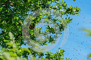 Swarming bees. Formation of a new bee colony clustered on a branch of an oak tree on a sunny day in Germany. Concept of beekeeping