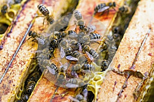 Swarming bees on honeycomb