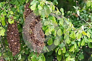 Swarming bees