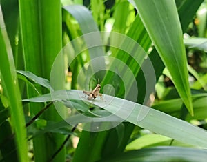 Swarming grasshopper locust. Brown hopper over green leaf.