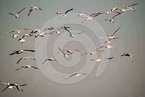 Swarming Gulls