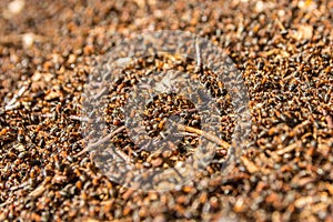 Swarming red ant nest on forest floor