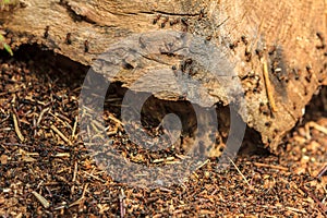 Swarming red ants nest on log in forest