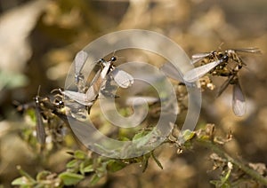 Swarming Termites photo