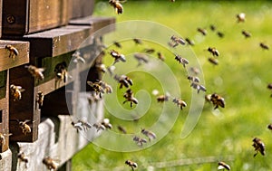 Swarms of bees at the hive entrance in a heavily populated honey bee, flying around in the spring air