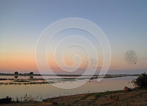 SWARMS OF BIRDS FLYING OVER THE WATER OF CHOBE RIVER AT SUNSET