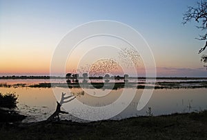 SWARMS OF BIRDS FLYING OVER THE WATER OF CHOBE RIVER AT SUNSET