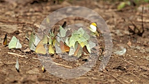 Swarms of colorful butterflies fly in sunlight of tropical forests.