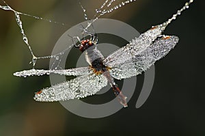 Swarowski dragonfly photo