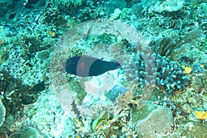 Swarthy Parrotfish above coral reef