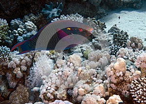 A Swarthy Parrotfish (Scarus niger) in the Red Sea